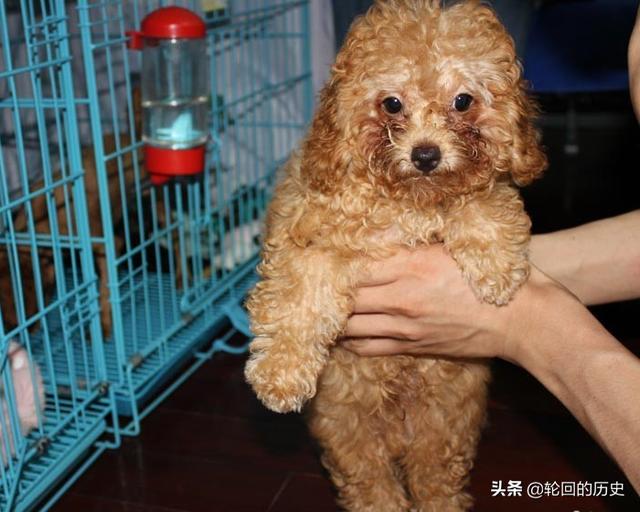 哥顿雪达犬幼犬:如何挑选泰迪幼犬，狗市怎么挑选泰迪犬？