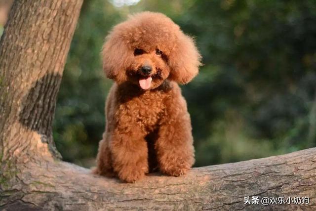 茶怀贵宾犬的图片欣赏:贵宾犬分几种体型?怎么区分？