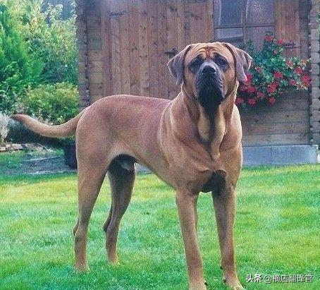 美国斗牛梗:如何知道遇到的是不是恶犬，从而提前防备？