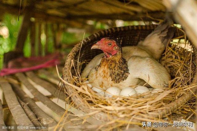 鸡蛔虫病什么症状:鸡蛔虫病有什么症状 家庭圈养的少量鸡要驱虫吗？