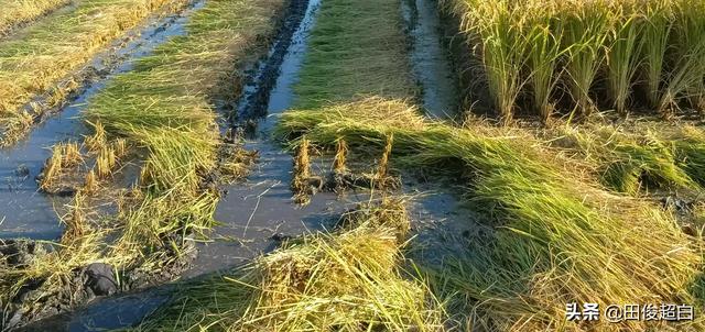 巨型水稻还得值得种植吗，今年南方水稻种植面积还大吗效益怎么样