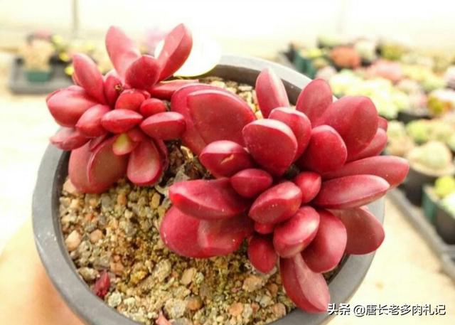 罗琦老公:乌木，罗琦，大和锦，克拉夫好养吗？