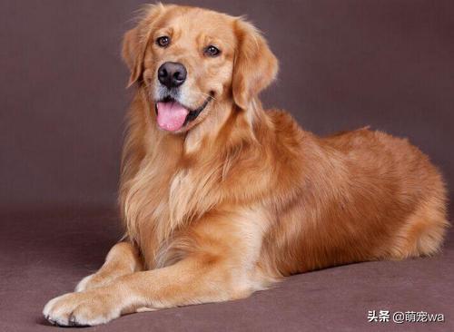 东莞金毛犬吧:饲养金毛犬的危害有哪些？