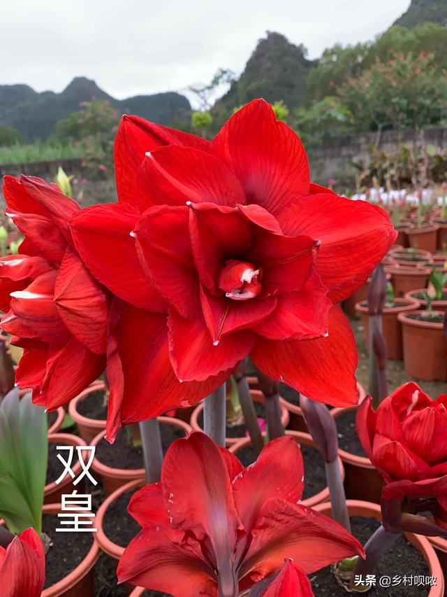 福莱恩圣路薇哪个好:什么牌子的直流电焊机比较好？淘宝上的质量怎么样？