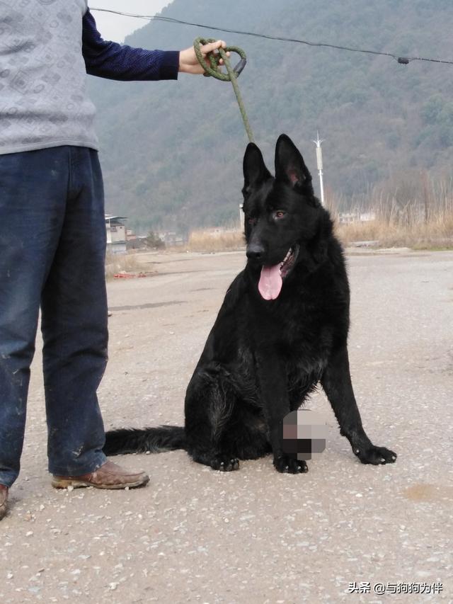 警察与防暴犬图片:防暴犬的图片 普通小狗看到警犬会觉得警察来了吗？有何依据？