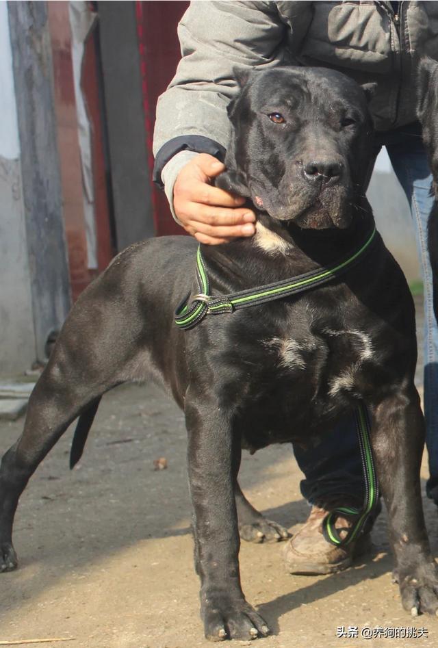 犬瘟热早期表现为:狗狗得了狂犬病症状和狗瘟症状有什么区别，如何区分？ 犬瘟热炎症一直没有减轻