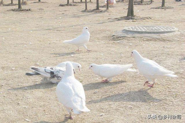 信鸽饲料配制:养殖肉鸽日粮饲料怎样配？