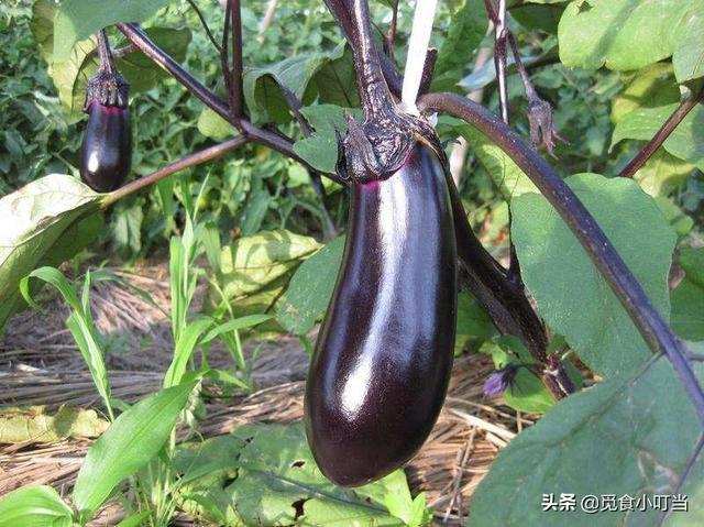 怎么种植茄子长得大？