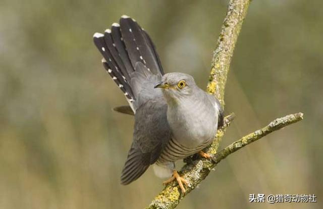 拟厦鸟:杜鹃鸟把蛋下到别的鸟窝以后就真的不管自己的鸟蛋了吗