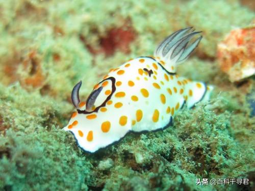 竖琴海豹:海豹、海象、海狮、海狗、海兔这几种动物都有什么不同？