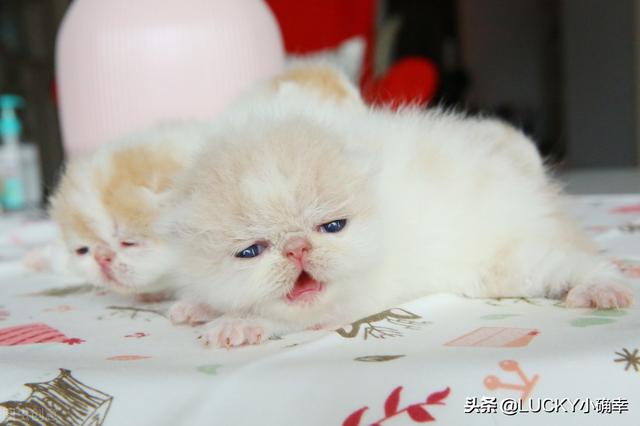 伯爵养猫记:收养了一只流浪猫，很小，有什么养猫方法？ 养猫记作文