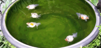 蜈蚣草图片:蜈蚣草图片的使用方法 古法养鱼，缸水变绿了怎么办？