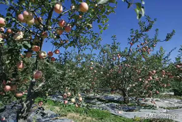 安第斯山猫可以养殖吗:海拔1200米左右的高山上适合种植什么蔬菜、树木和药材？