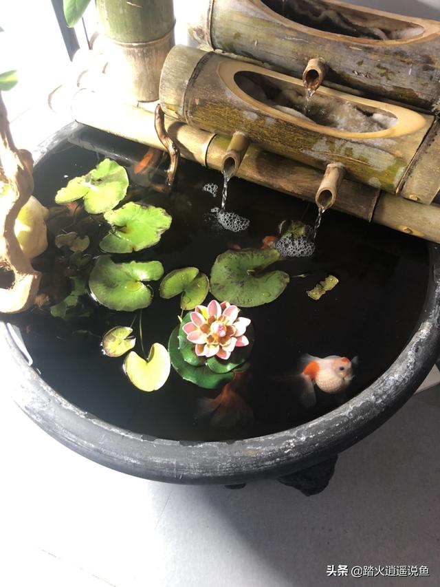 藻复康:虾苗，打什么药可以去青苔？