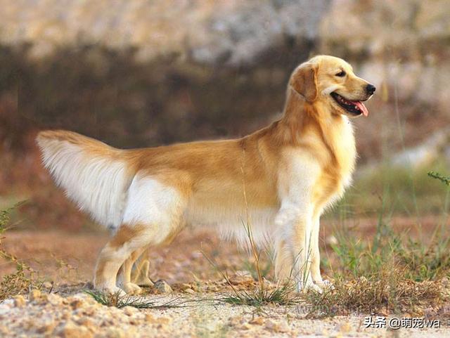 东莞金毛犬吧:饲养金毛犬的危害有哪些？