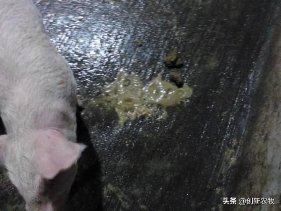 猪拉稀的原因文章:猪拉稀，同时猪粪是铁绣色，有可能是什么原因导致的？该怎么办？