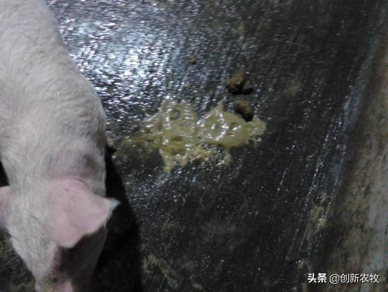 中猪拉稀不吃食怎么办:怀孕母猪低温拉稀不食怎么办？