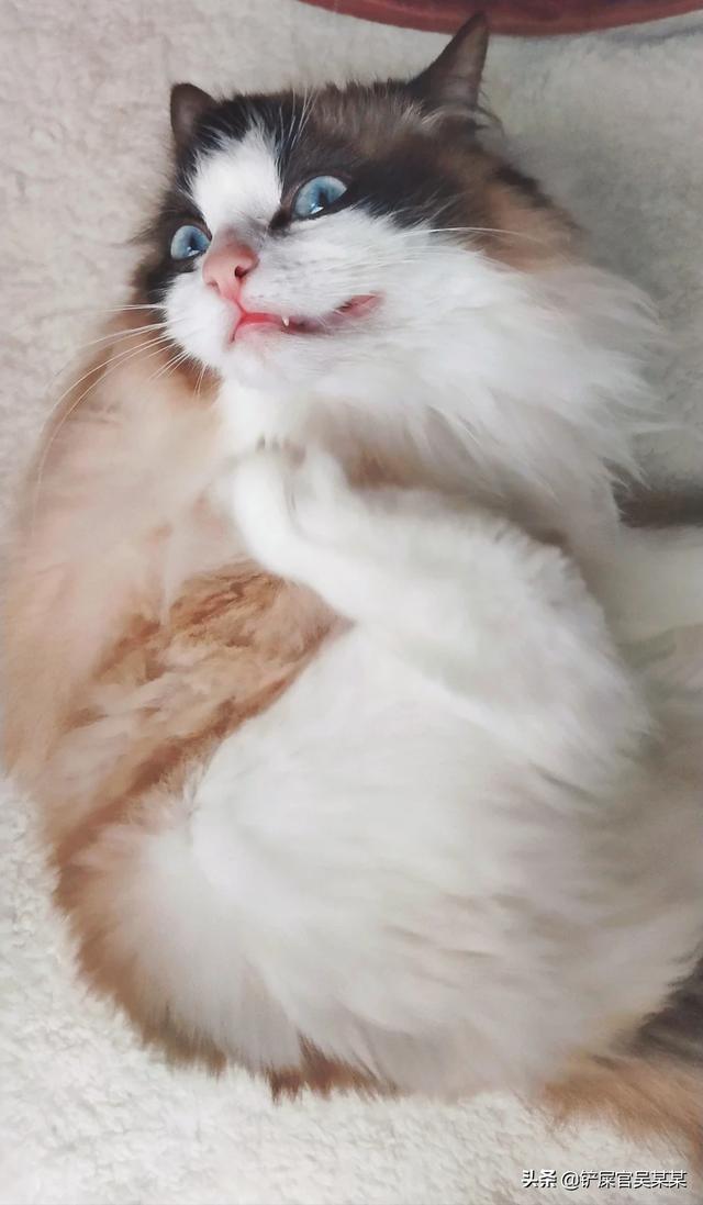我家主子布偶,三个月了,还在纠结换哪个牌子的猫粮比较好,想换go九种肉那个,但是据说会软便,求助大佬怎么选？