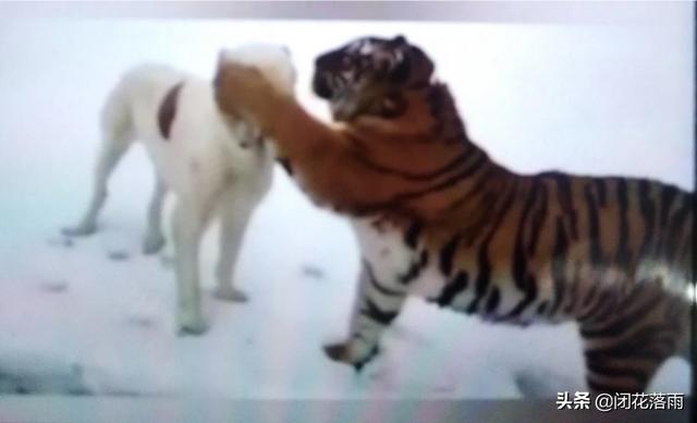 肉垂麦鸡云南亚种:为何大多数狼与狗都惧怕老虎，却不害怕熊？