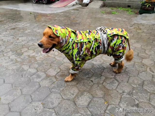 dagougou:大型狗可以可爱到什么程度？ 打狗狗会记仇吗
