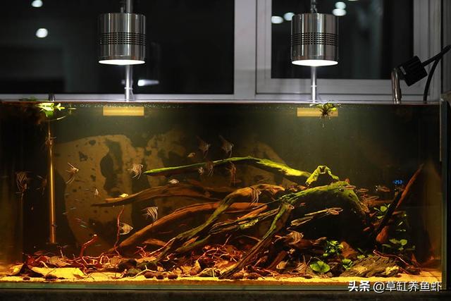 1.5米水草造景:鱼缸造景，种了绿植就加水吗？