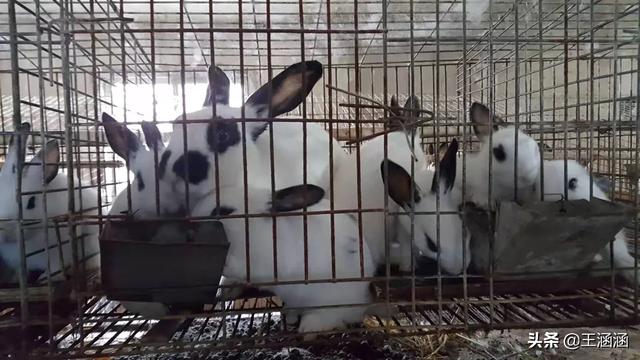 宠物兔养殖基地的兔舍常见形式:今年想利用自家楼上养兔子，需要注意什么？以前没养过任何家禽？
