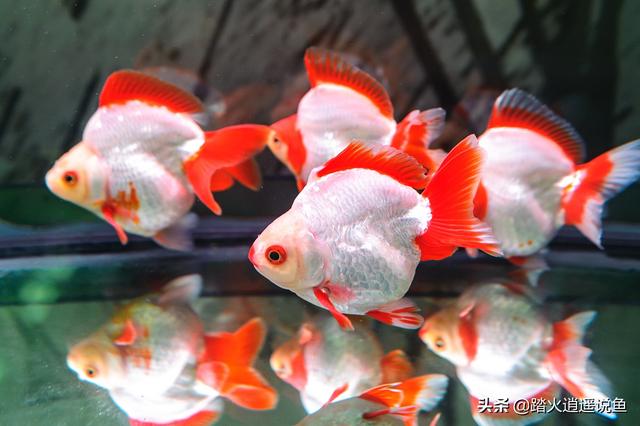 柳州观赏鱼论坛:养观赏鱼最大的困难是什么？
