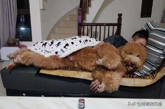 巨型贵宾:巨型贵宾犬多少钱一只 为什么现在那么少人养巨型贵宾犬？