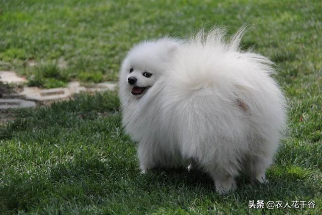 遛狗网红saya微博:当家人不喜欢狗时，它就只能被送走吗？ 遛狗打孕妇的网红saya