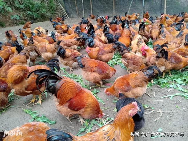 2020西施犬价格行情:2020肉鸡价格下跌，100元4只随处可见，后期能否上涨？