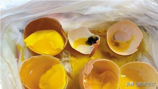 臭鸡蛋到底能不能吃? - 百科网