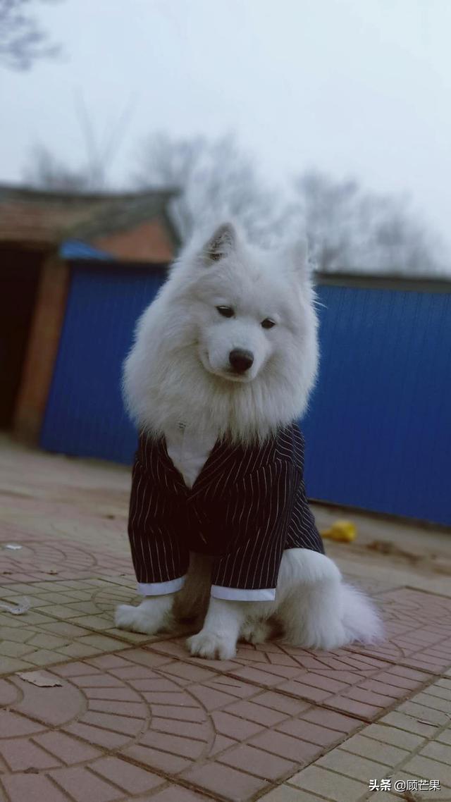 拉萨犬:外国犬种有没有中华田园犬那种守家的性格？