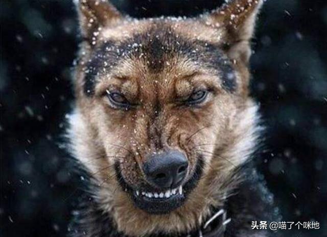 狗狗向前冲:有没有好的英语启蒙的方法或者教材？ 狗狗向前冲 东方卫视