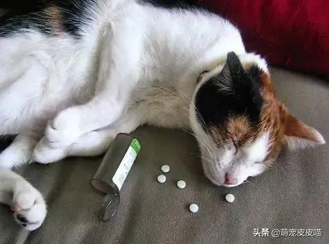 猫咪吃拜耳驱虫药后的反应:猫咪吃了驱虫药后，不排便是怎么回事？