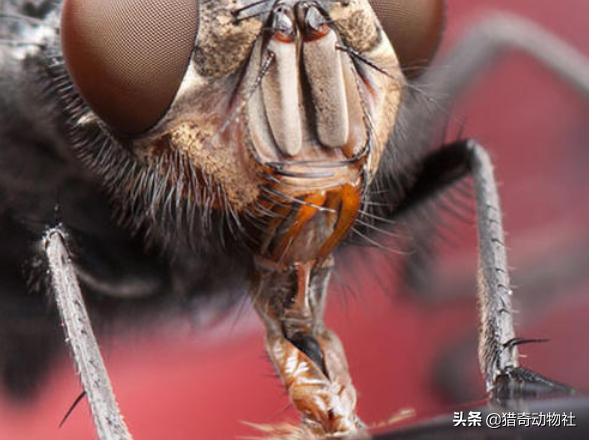 知了吃什么树汁:有谁见过成虫蝉把口器插入树木中吸食树木汁液的？