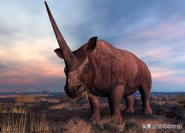 板齿犀和三角龙谁更厉害?为什么?