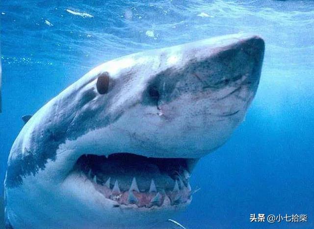茂密森林灵异事件后续:亚马逊大森林里的十大恐怖生物是什么？