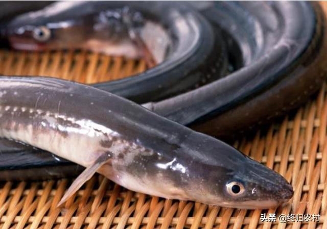 2019年的鳗鱼苗会多吗和什么因素有关