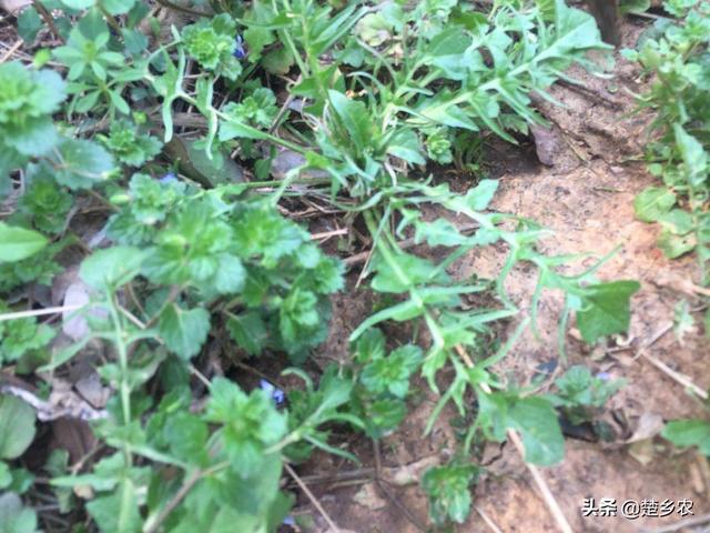农村有哪些野菜堪称美食？能否晒晒照片？