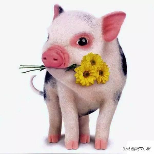 属猪与什么生肖最合？