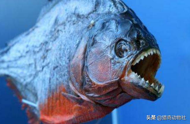 亚马逊莫拉氏鳄的英文翻译:亚马逊莫拉氏鳄 食人鱼在亚马逊少有天敌，为什么没有泛滥？
