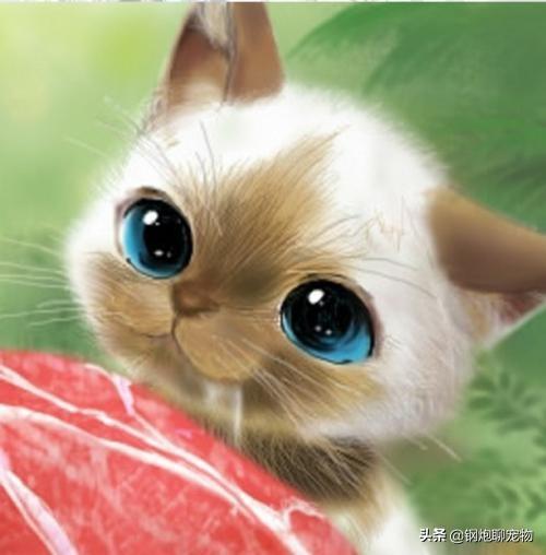 猫窝:猫窝怎么做手工制作 以前农村人冬天穿的保暖鞋“猫窝子”是怎么做的？真的保暖吗？