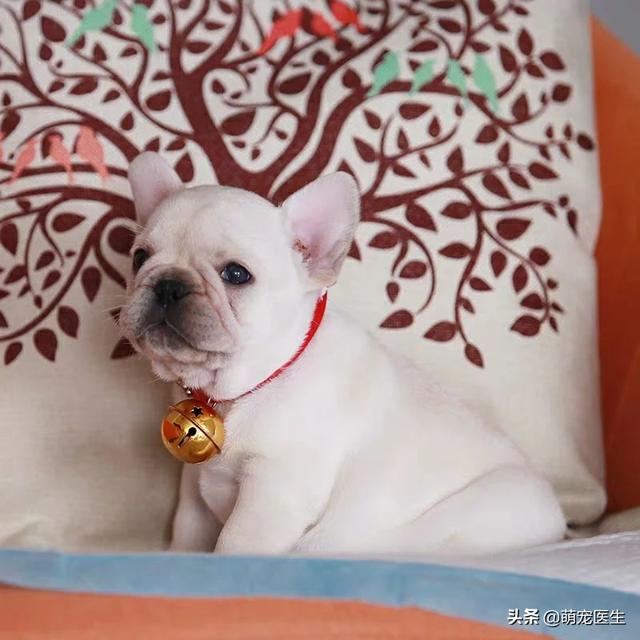 法斗常见皮肤病症状:怎么样能预防法斗患上皮肤病？