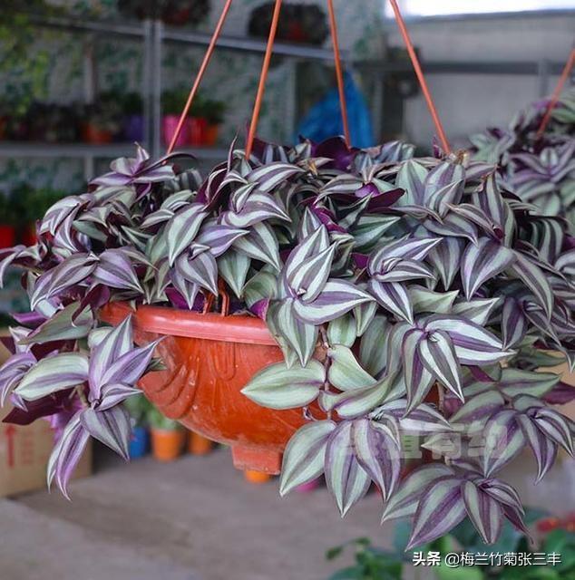 花卉图片大全吊竹梅:吊竹梅开花图片 怎样种植吊竹梅，让它长得很茂盛？