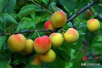 关于立夏的诗句有什么？