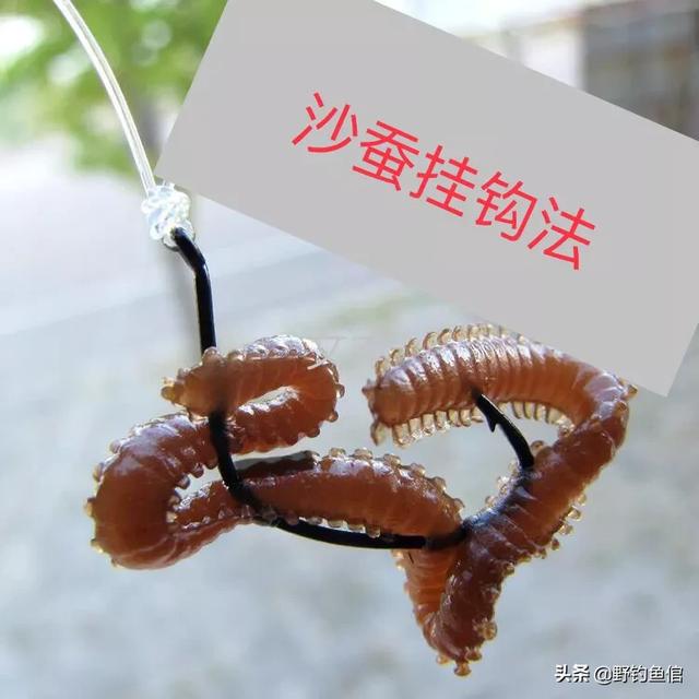 深海巨腹鱼在哪钓:秋冬海钓如何选钓点？用沙蚕还是小虾钓？