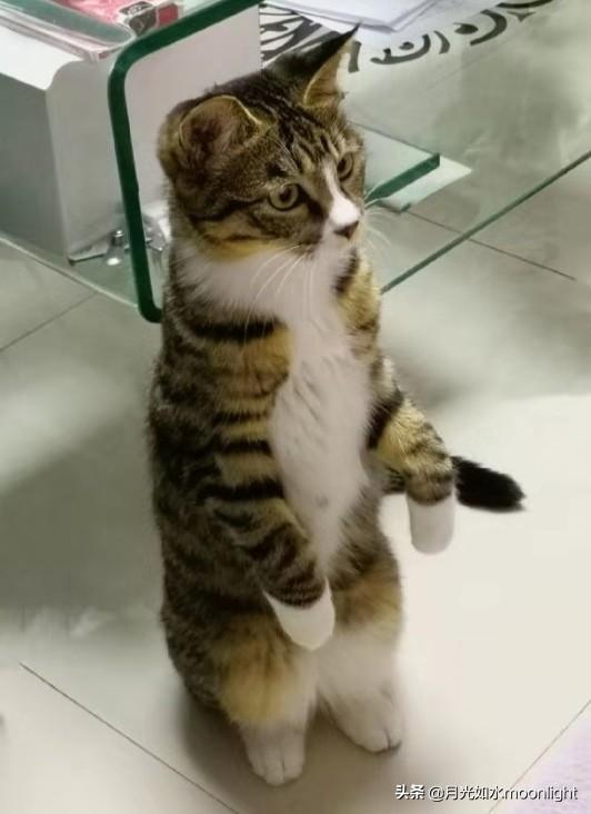 常见宠物猫的品种及图片:第一次养猫，到底选择什么品种比较合适？