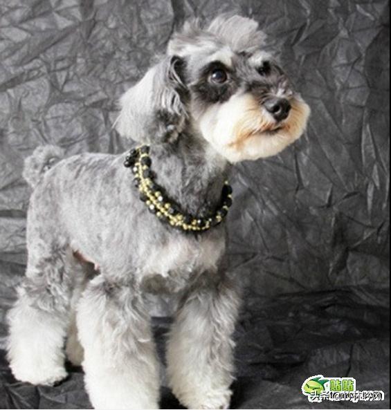 雪纳瑞狗:小型犬哪种好养又可爱？雪纳瑞怎么样？