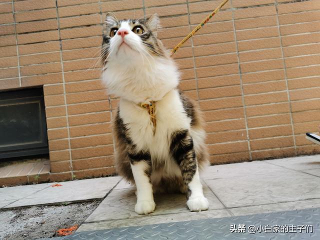 母猫绝育后大小便去猫砂盆吗:猫绝育完也会乱尿，怎么办？