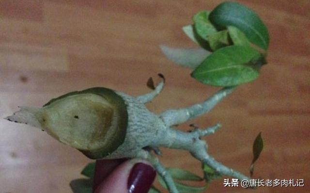 沙漠玫瑰软腐病:12月初沙漠玫瑰烂根，腰斩重新栽到现在没烂也没发芽是为什么？